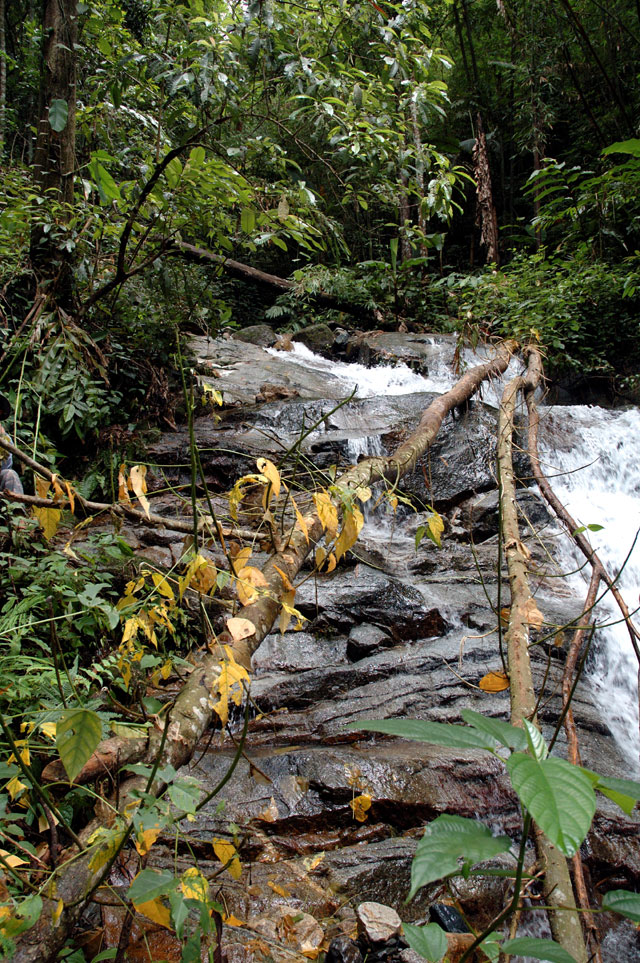 trees over stream