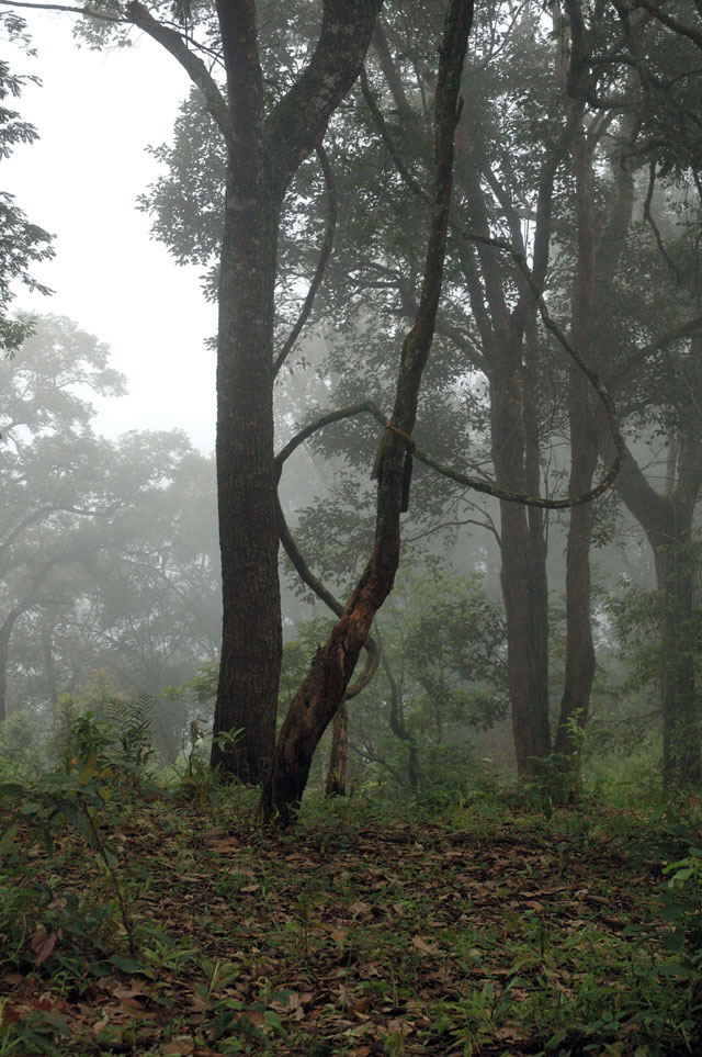 Trees