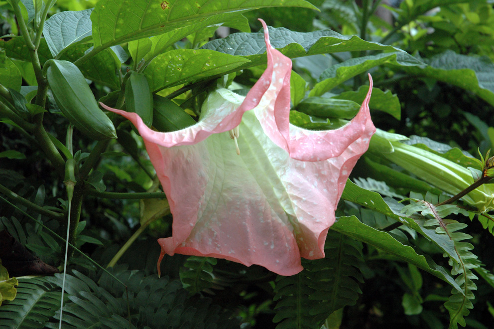 bell flower